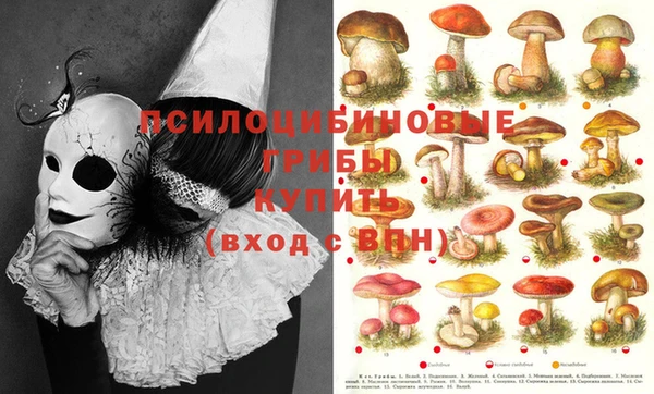 шишки Козловка